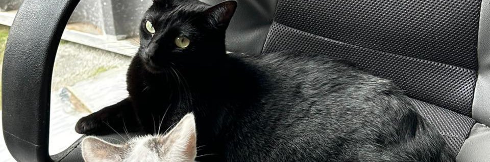 alissa lulu nordestina banner