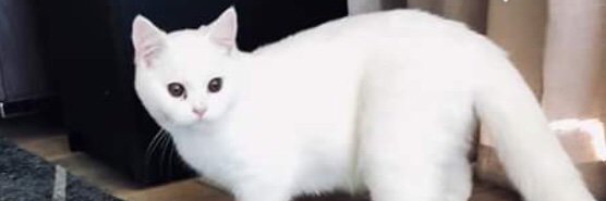 British Gentleman banner