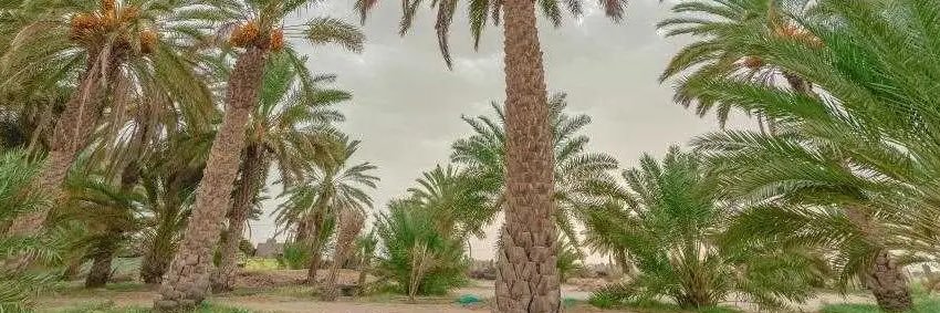 عوض بن حمد banner