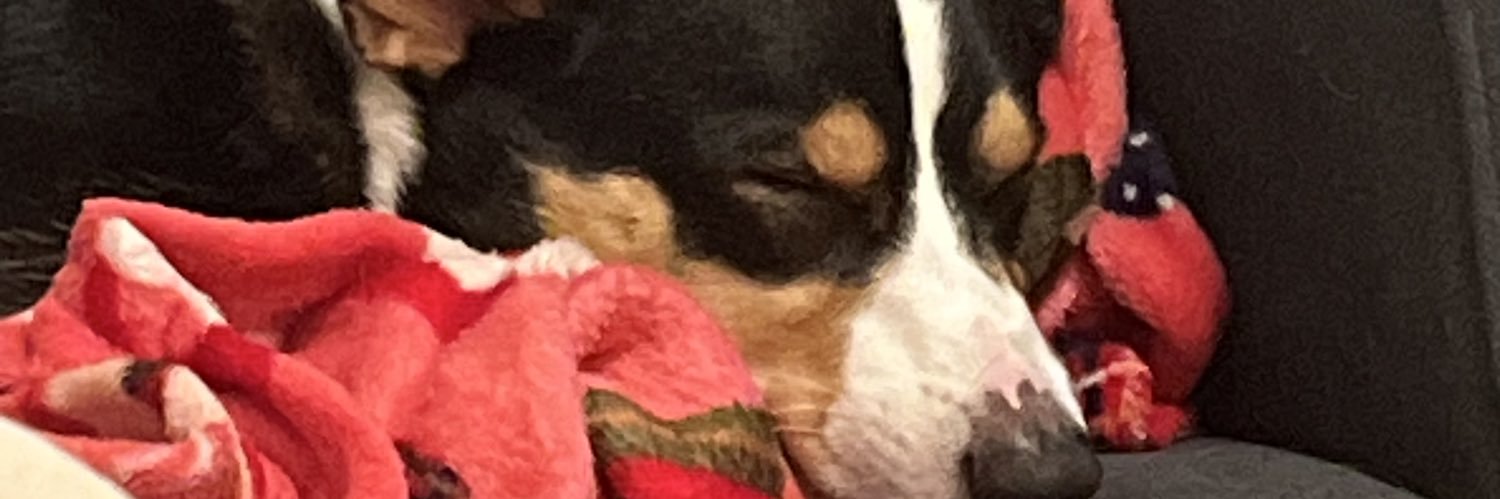stupid_lambb's profile banner image