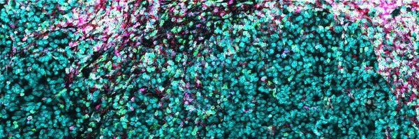 USyd_IDImmunity Profile Banner