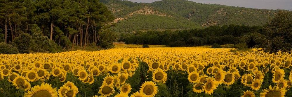PatsyAstur's profile banner image