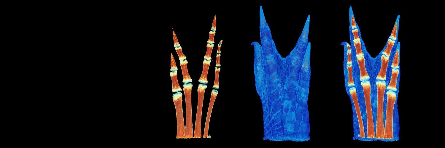 Lydia Hoopingarner banner