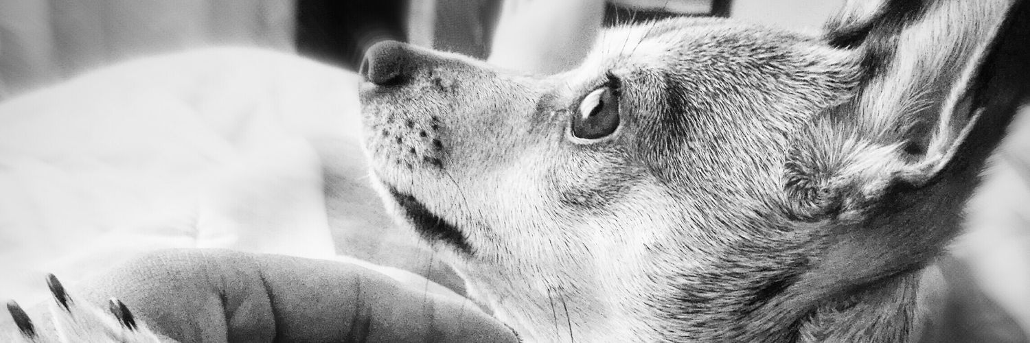 karim angeles banner