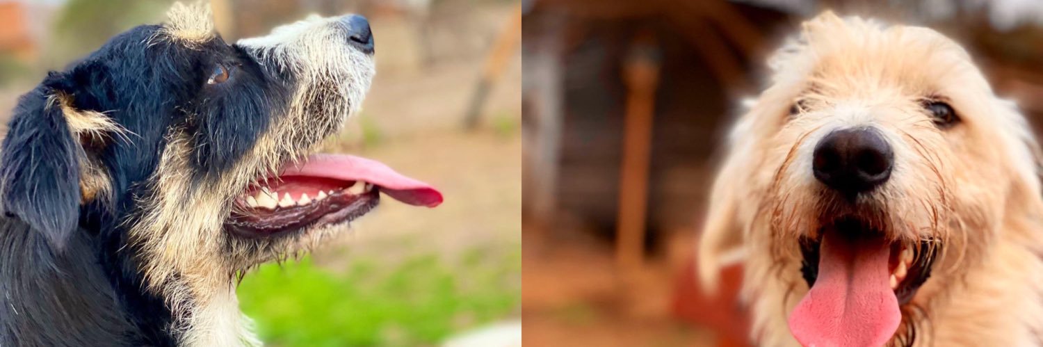 Rodrigo  Ried banner