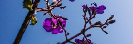 Sucarosilva's profile banner image