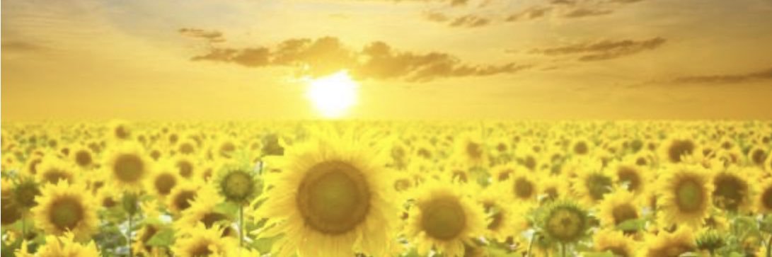 teomeara's profile banner image