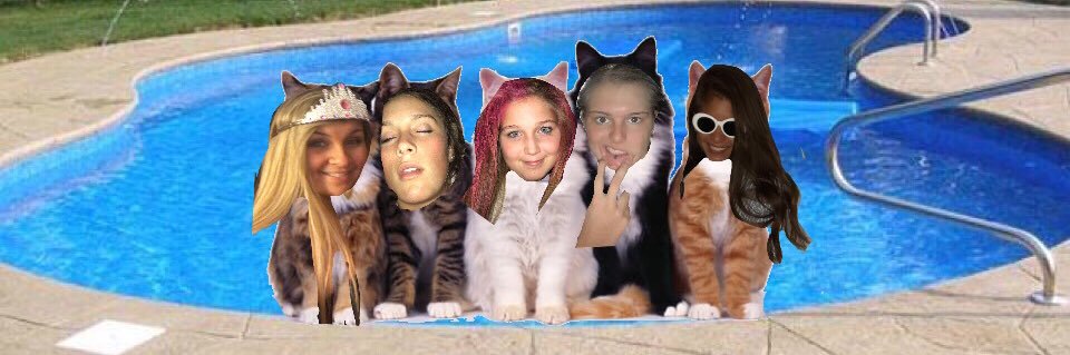 Drippin Kittens banner