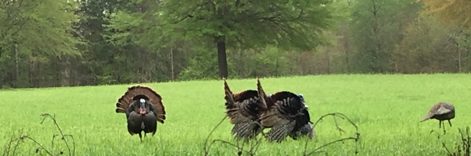 TurbevilleJd's profile banner image