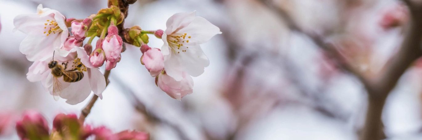 applefreak06's profile banner image
