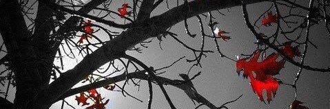 Daelyn Morgana 🥀's banner