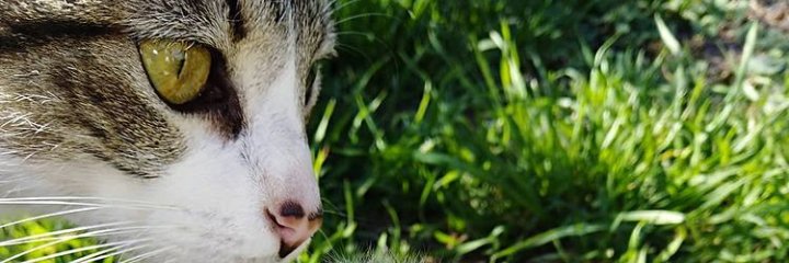 RZeibert's profile banner image