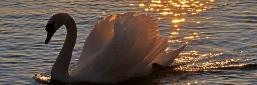 SaintCygne's profile banner image