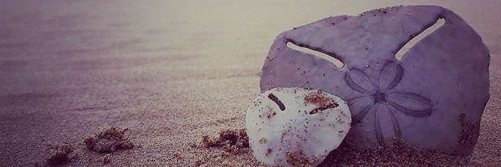 Go2Plett's profile banner image