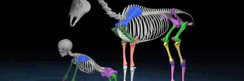 equineteach's profile banner image