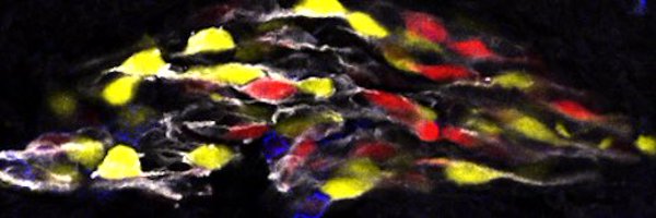 BaggioliniA Profile Banner