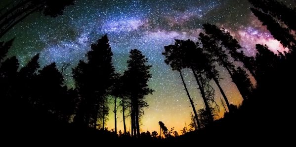 ぴぃ@pixi🦈🐬🌳 banner