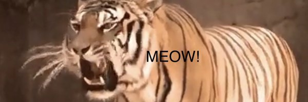 DevinsCat1 Profile Banner