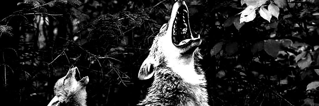 jacob_oligo's profile banner image