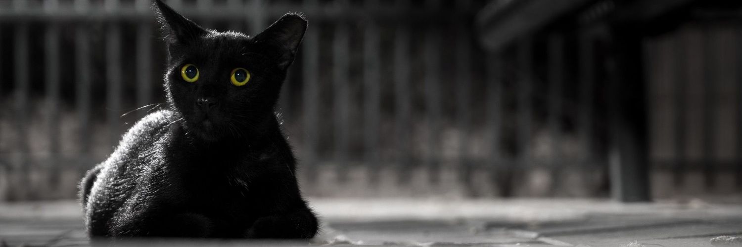 Zenno2022's profile banner image