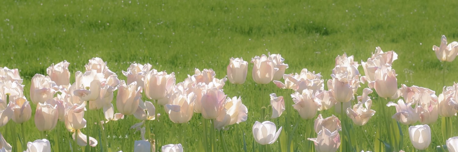 вєαυтуяαиιтα 💐 banner
