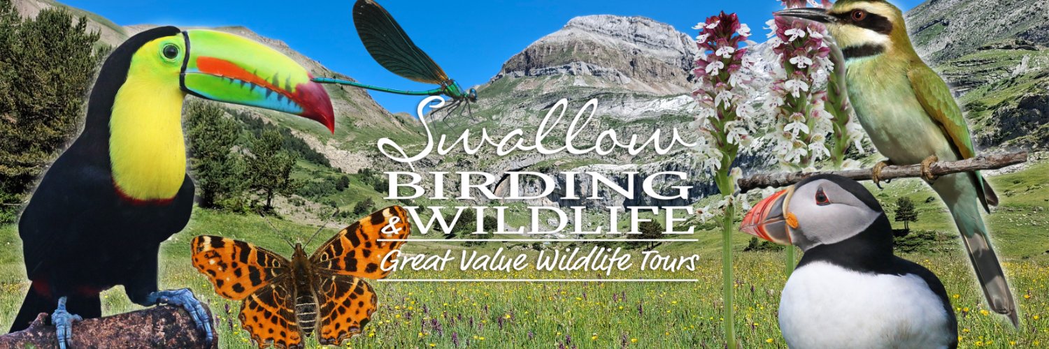 Swallow Birding & Wildlife banner