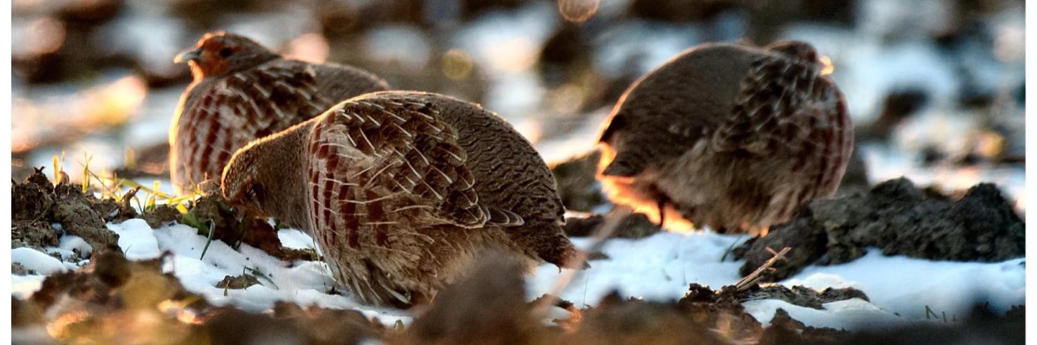 Ruud van Cuijk banner