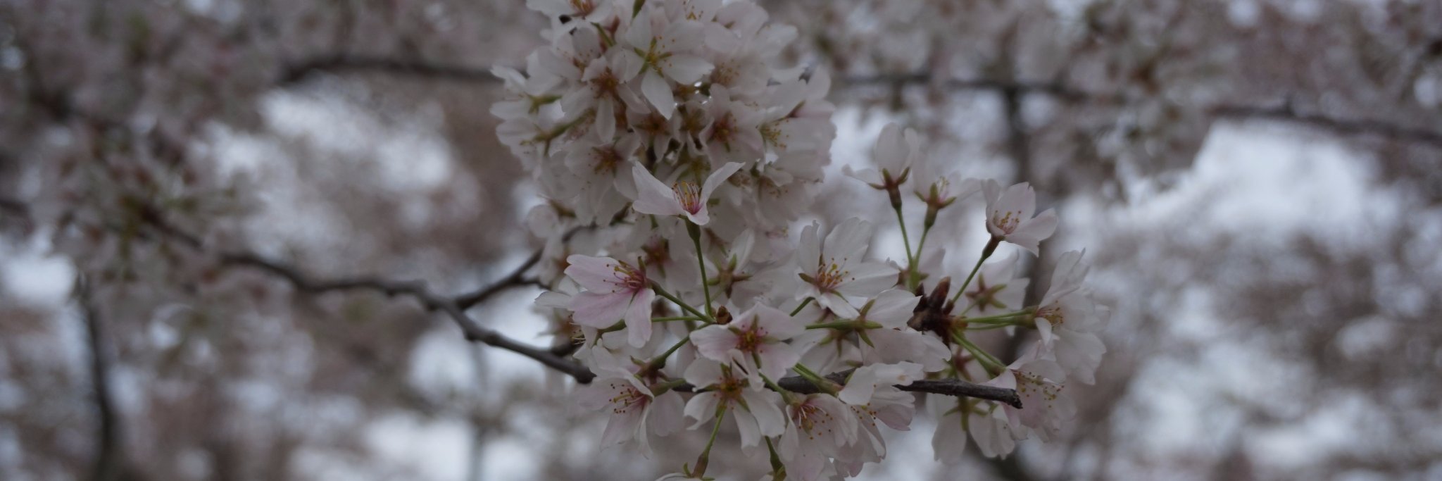 JulesPlane's profile banner image
