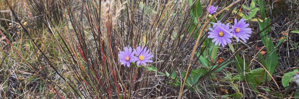 ESpolyar Profile Banner