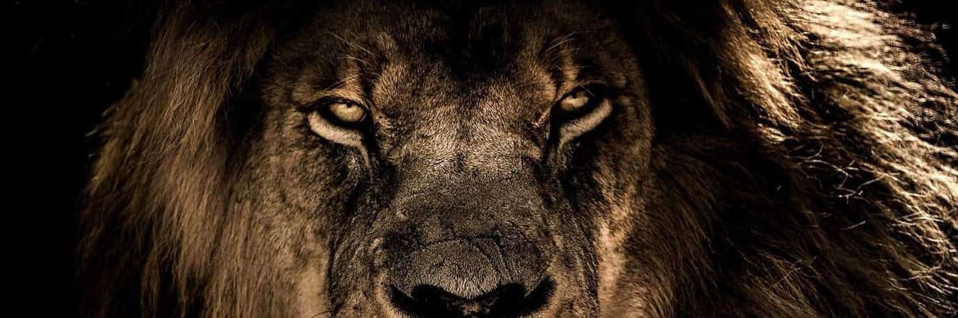 ItalianLions's profile banner image