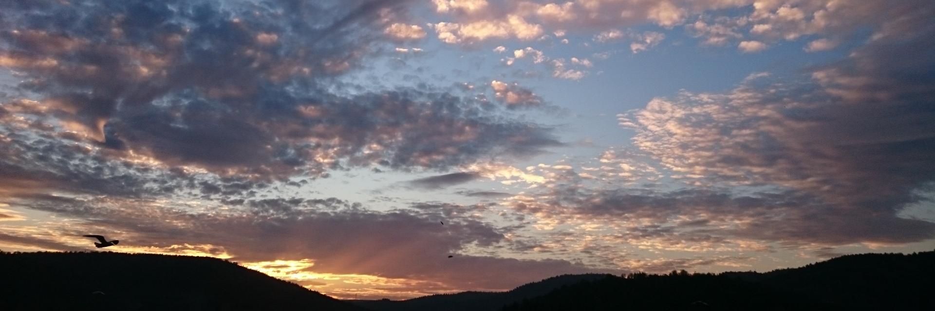 Gökşen Capar banner