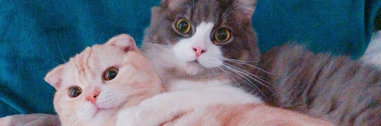 kapopopo's profile banner image