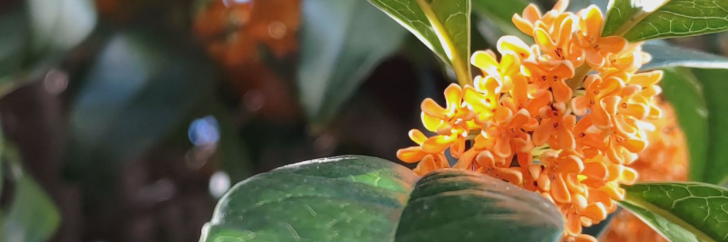 header image