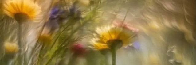 kahlo 🧚🏼‍♀️ banner