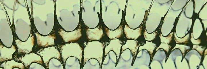 MeatBacteria🥩 banner