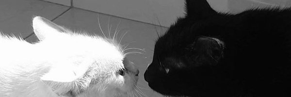 kamotiq Profile Banner