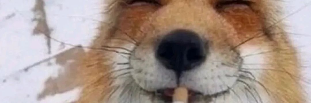 Vera 🐾🏳️‍⚧️ banner