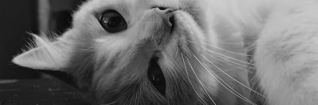 SofiAlmaraz7's profile banner image
