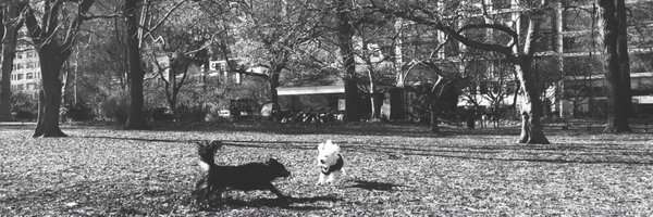 chelsiamarcius Profile Banner