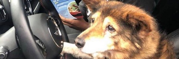 AllisonGuacamo1 Profile Banner