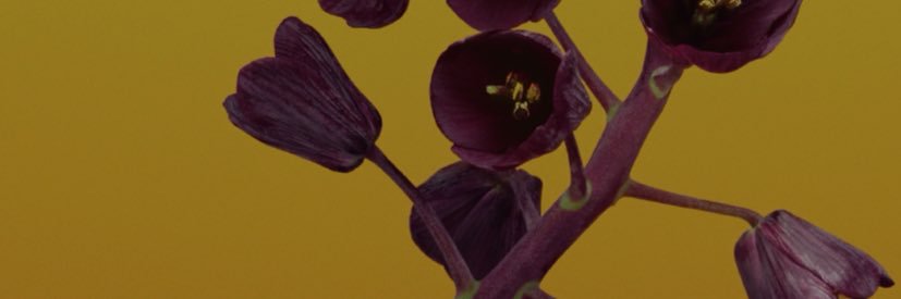 mevyia's profile banner image