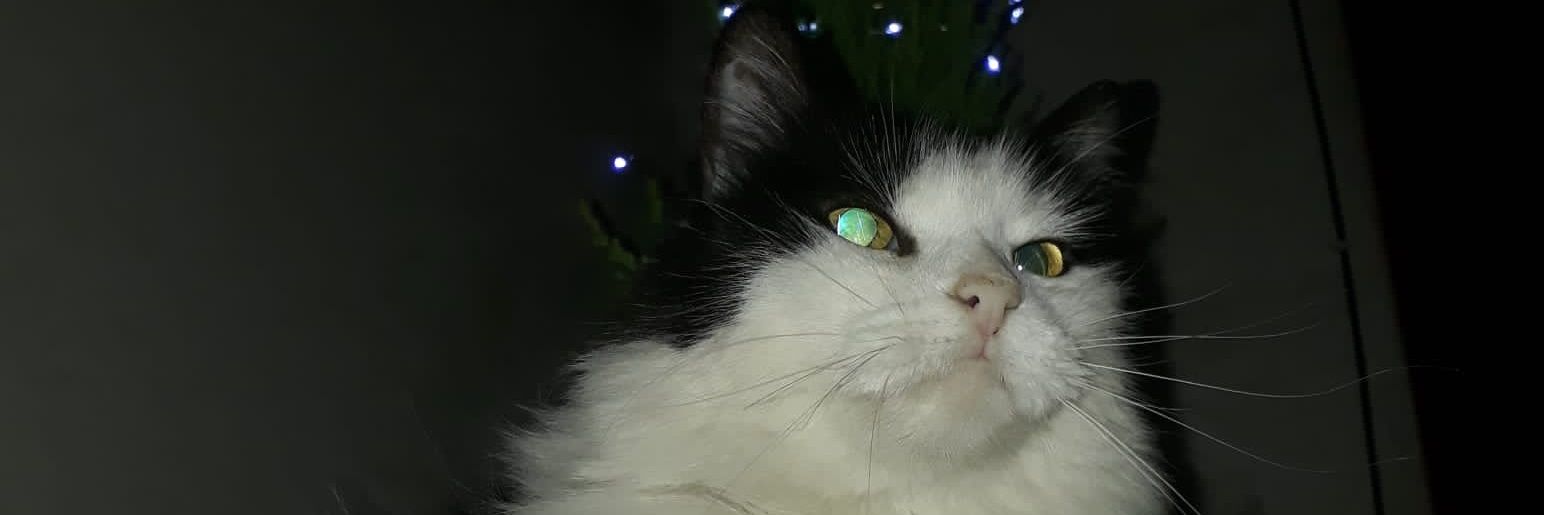 MScuderii's profile banner image