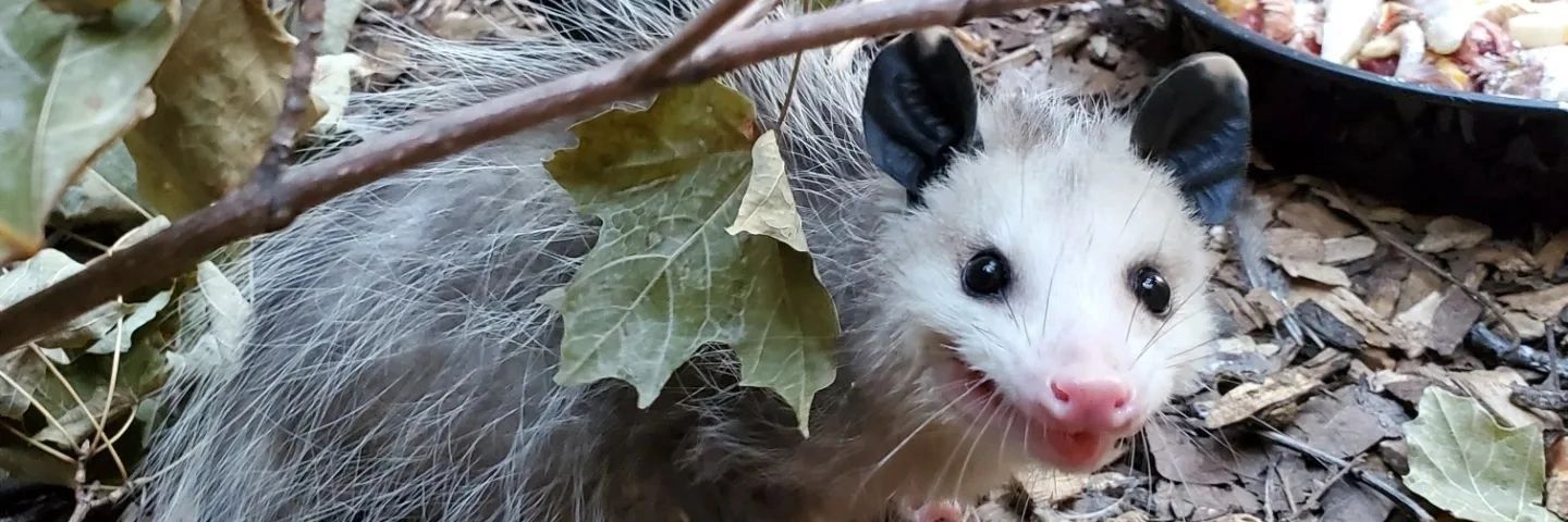 Pinkraven14's profile banner image
