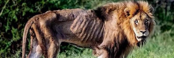 2022Maurice Profile Banner
