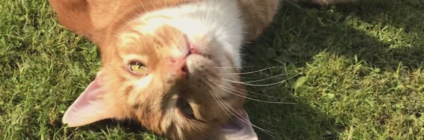 EddieCat2009's profile banner image