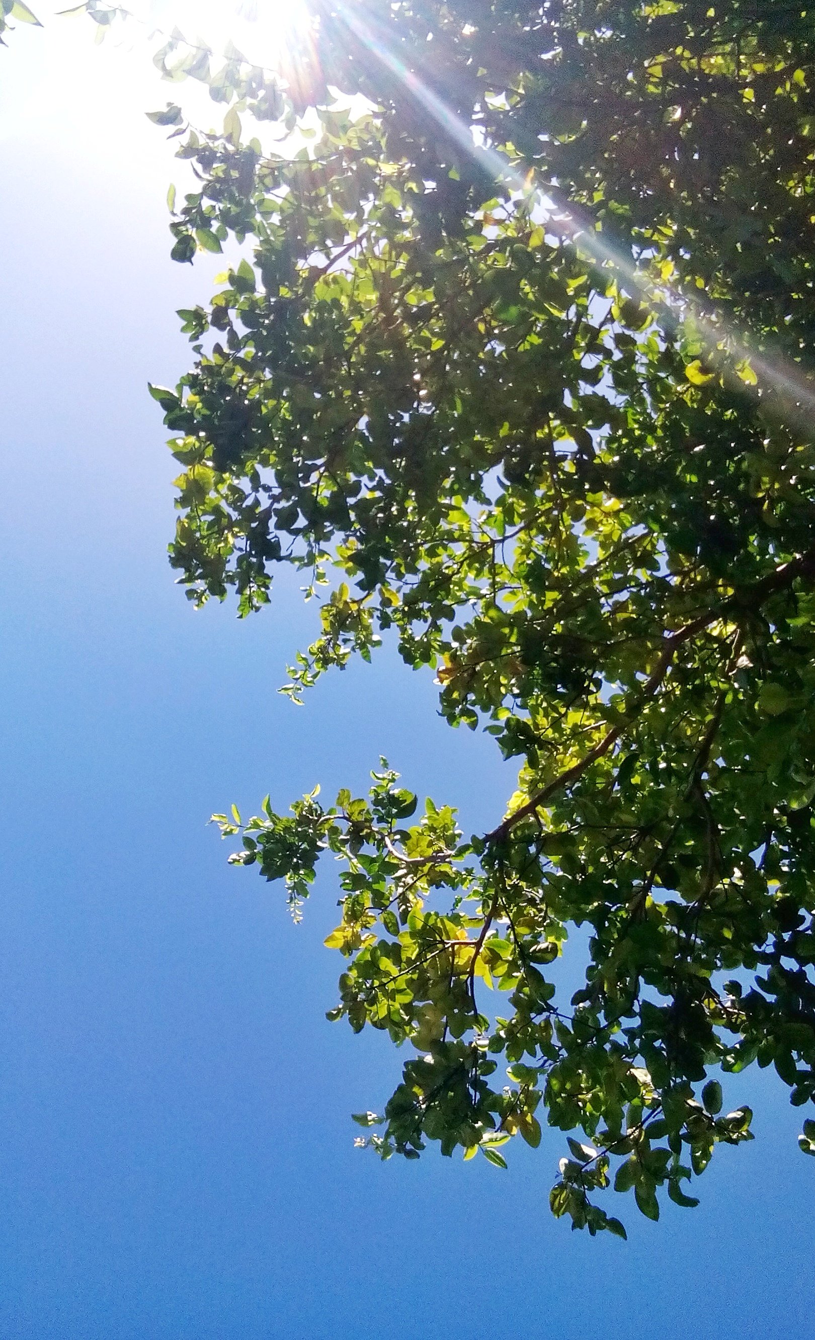 Erica Romero ♕ banner