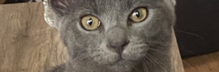 WE THE NORTH 🇨🇦🍁 banner