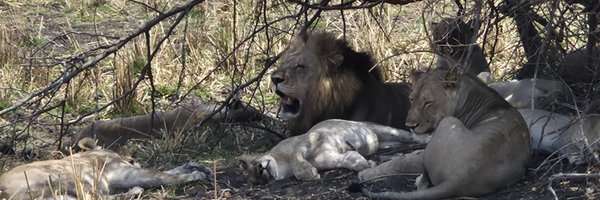 ka_katzer Profile Banner