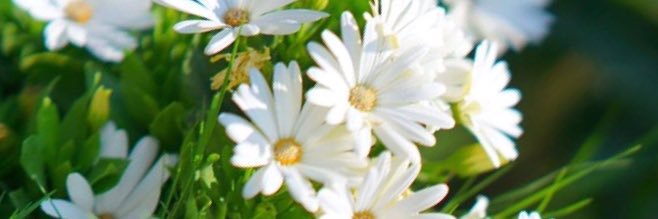 dilek1104's profile banner image