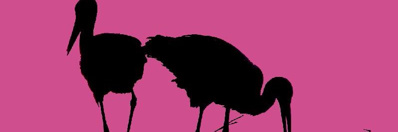 MarcelZuijd's profile banner image
